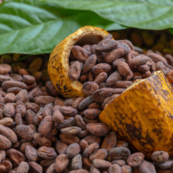 Fava di cacao