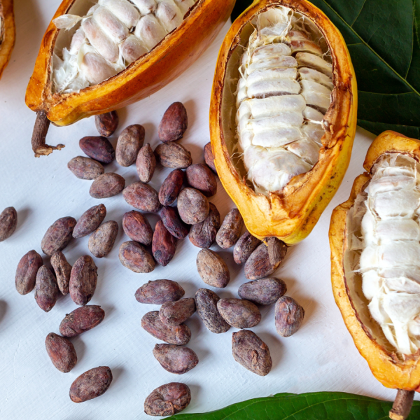 Frutto cacao