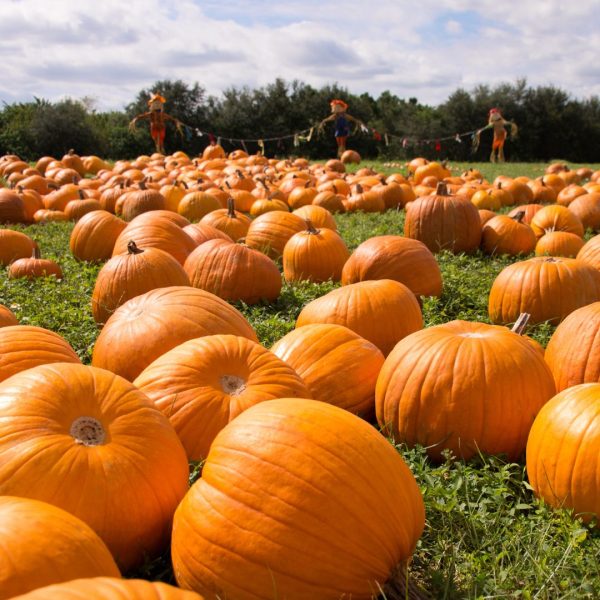 Come cucinare la zucca