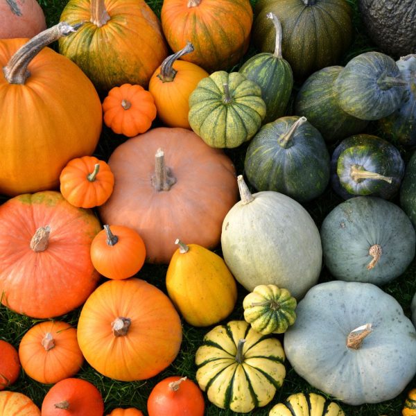 Come cucinare le varie tipologie di zucca